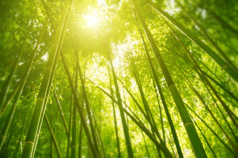 Découverte de la Forêt de Bambou : un voyage inoubliable