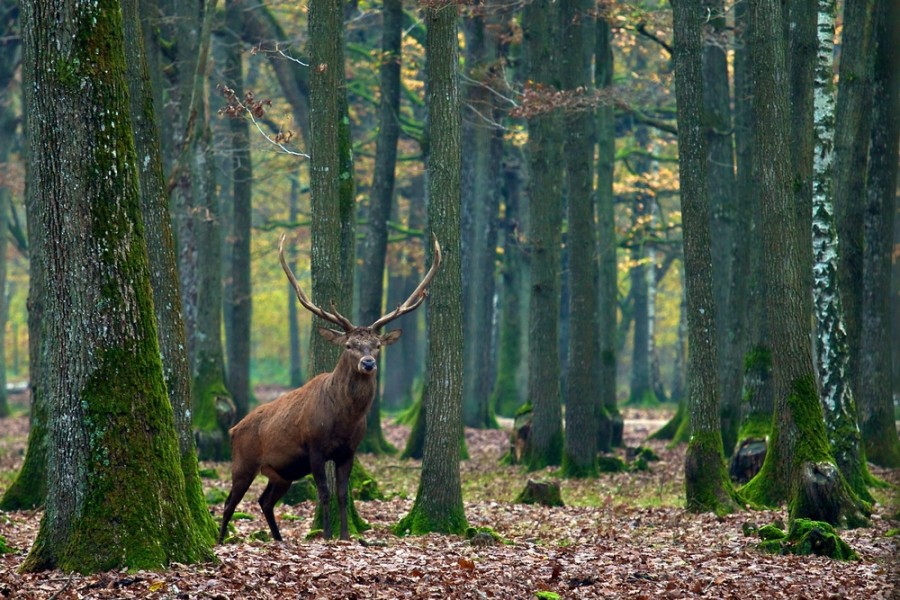 himmelen-Que voir, que faire dans la forêt de Rambouillet ?