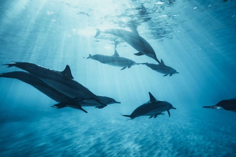 Où voir des dauphins à Naples ?