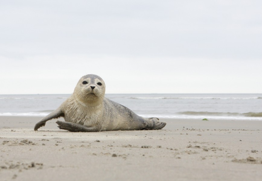 himmelen-Quelles sont les meilleures plages des phoques à découvrir?