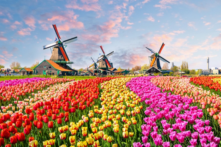 himmelen-Tulipe à Amsterdam : quelle est la meilleure période pour admirer cette fleur ?